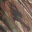 Smith Optics Realtree AP Frame Swatch